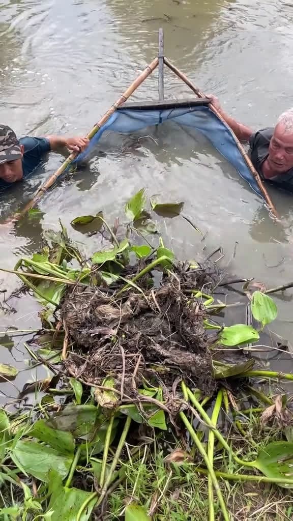 cover for Trapping a lot of big eel fish with primitive technology fishing 62623 #us