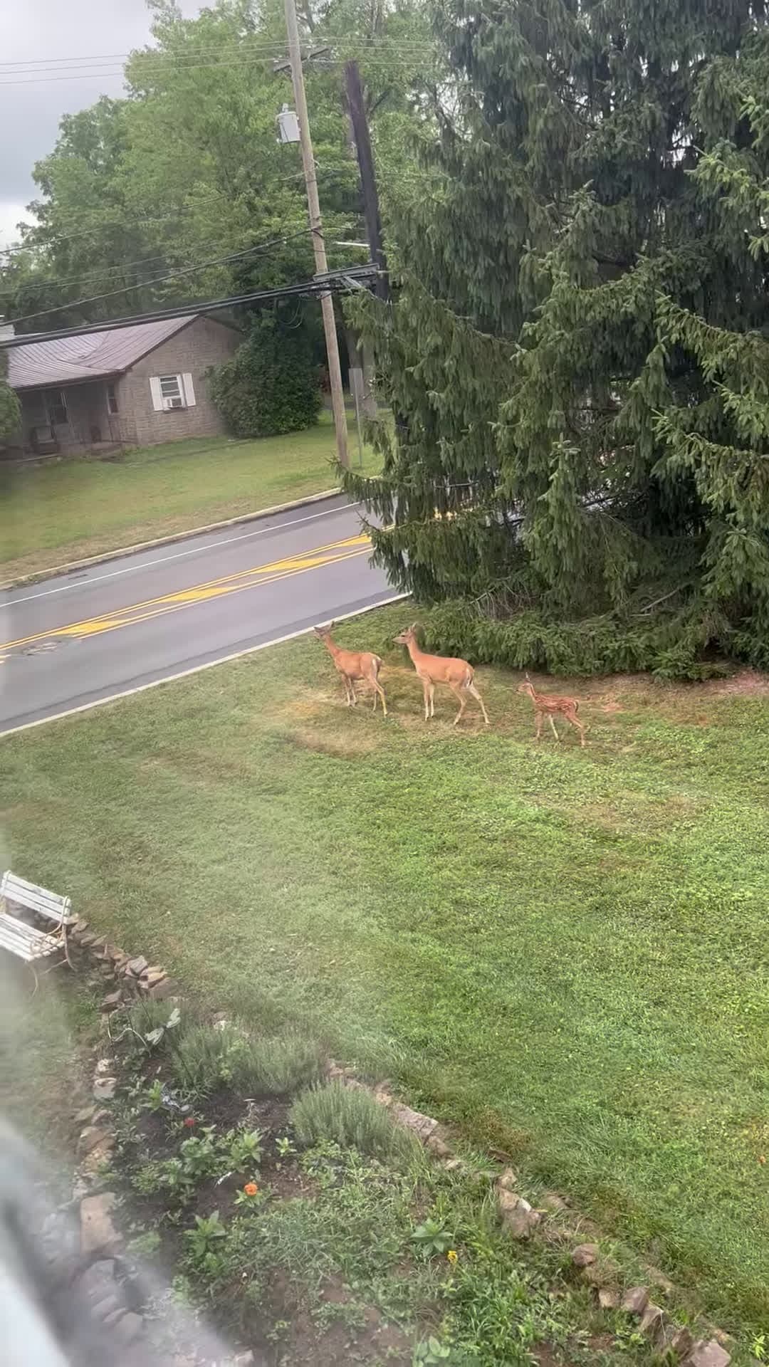 cover for #CaughtOnCamera Deer Helps Fawn Cross Road Safely.