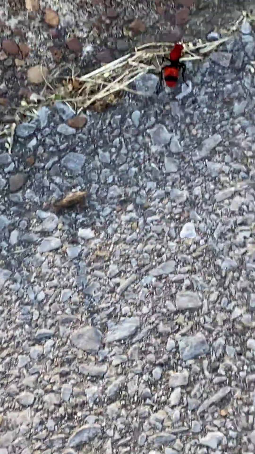 cover for Met a stunning velvet ant in Tennessee and helped it safely cross the road 🐝 Tiny wonder of nature. #VelvetAnt #Tennessee #NatureLovers #Wildlife