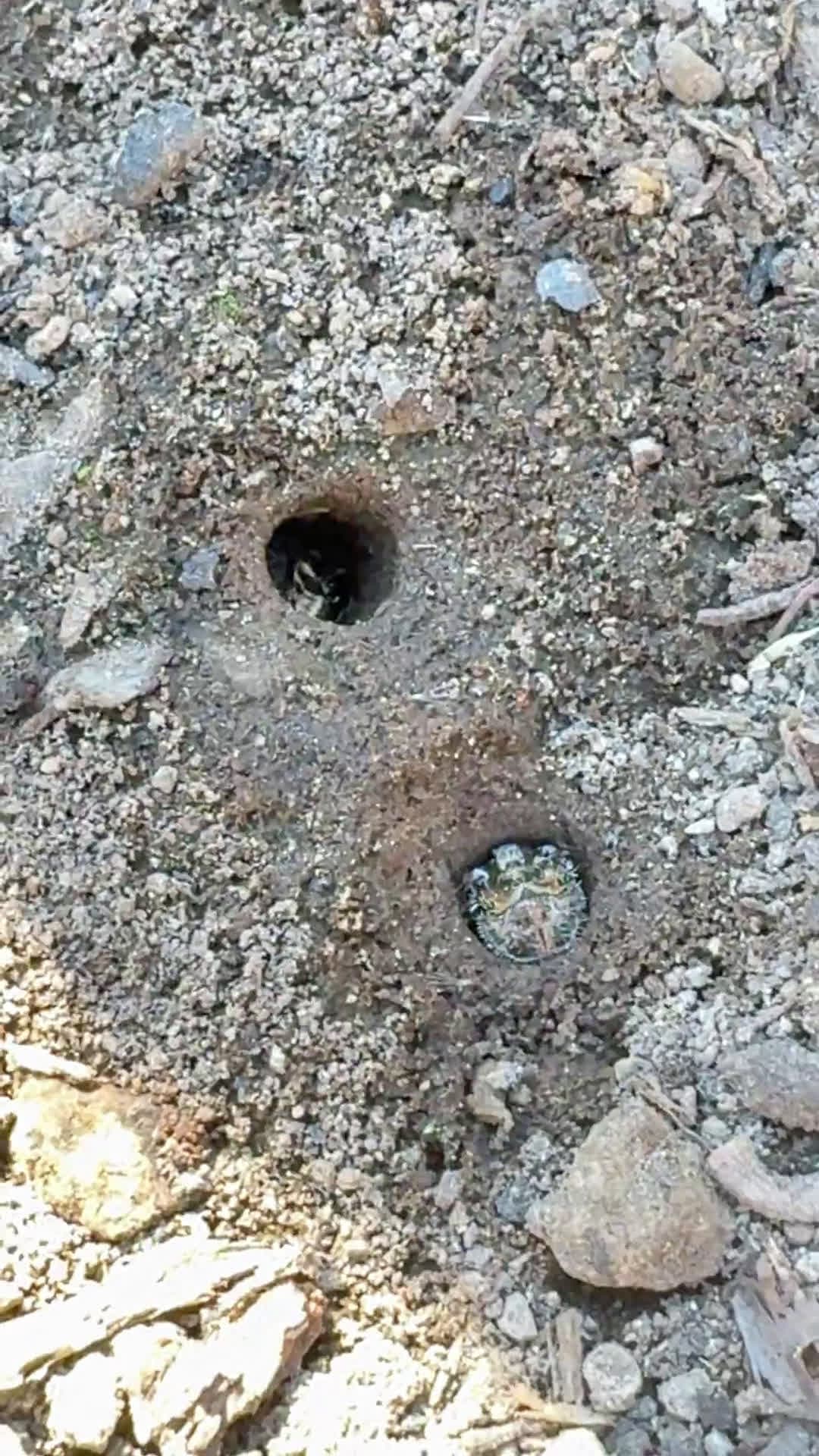 cover for Meet the tiny tunnel-maker: a ground-boring insect in Lassen Volcanic National Park 🕳️🐜 #Nature #Insects #LassenVolcanicNationalPark #Wildlife #EarthScience