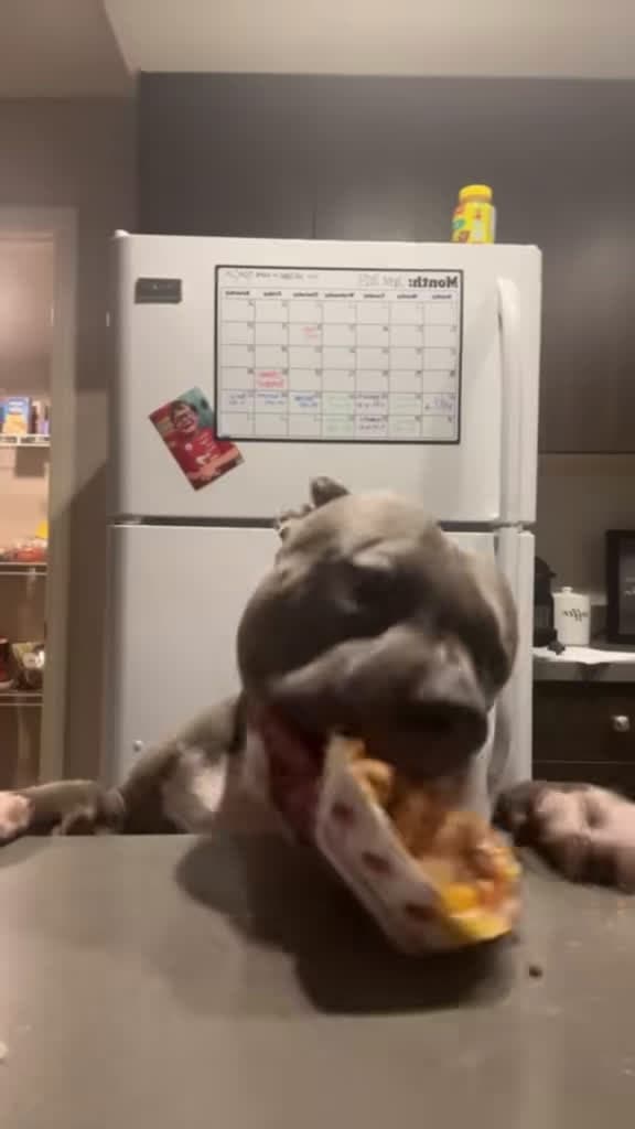 cover for When your pup can't resist stealing your snack! 🐶🍴 #dog #funny #puppy #pet
