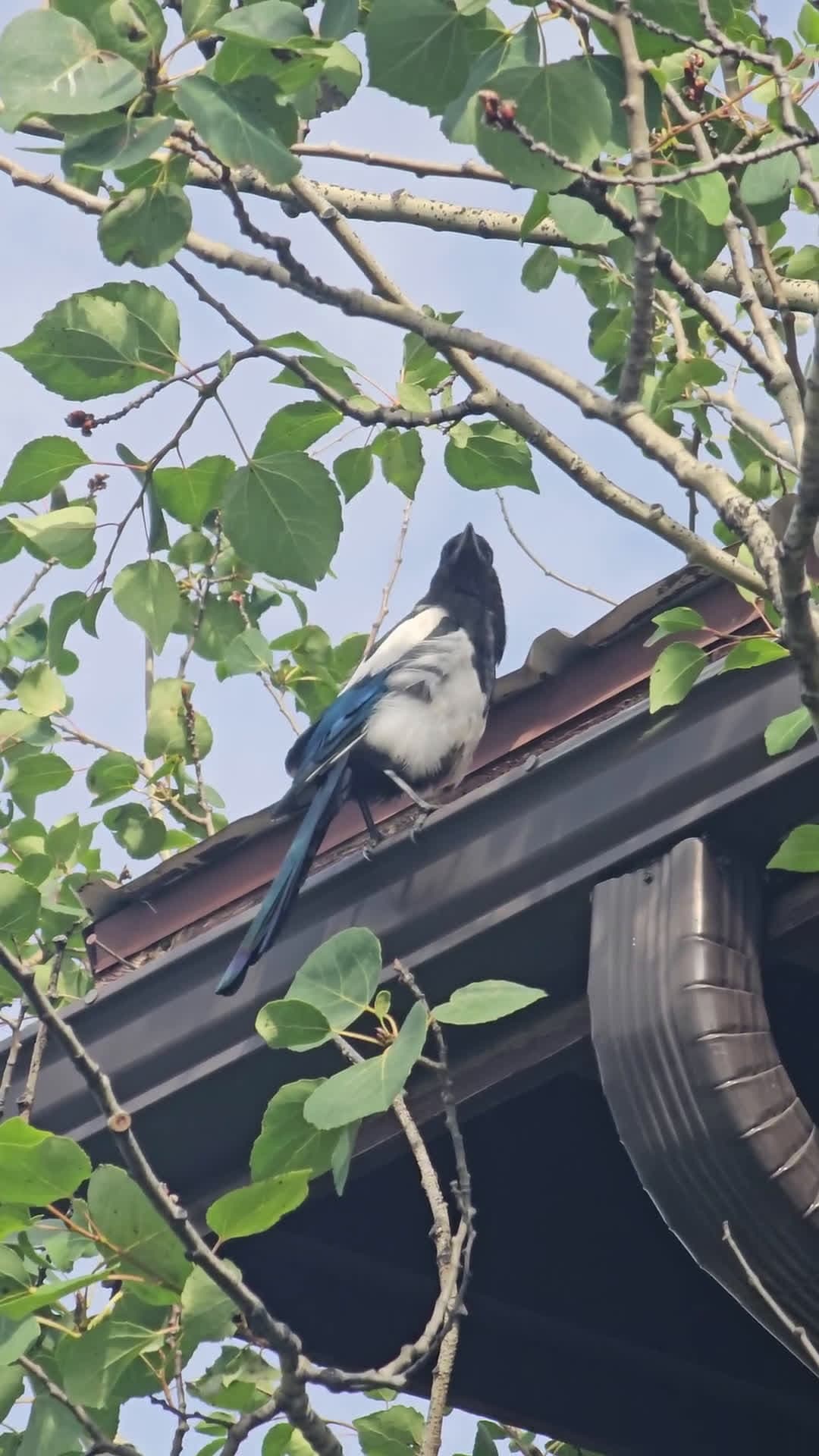 cover for Watch this curious Black-billed Magpie chilling in a gutter in Denali, AK! 🐦✨ #BirdWatching #Denali #Wildlife #Magpie