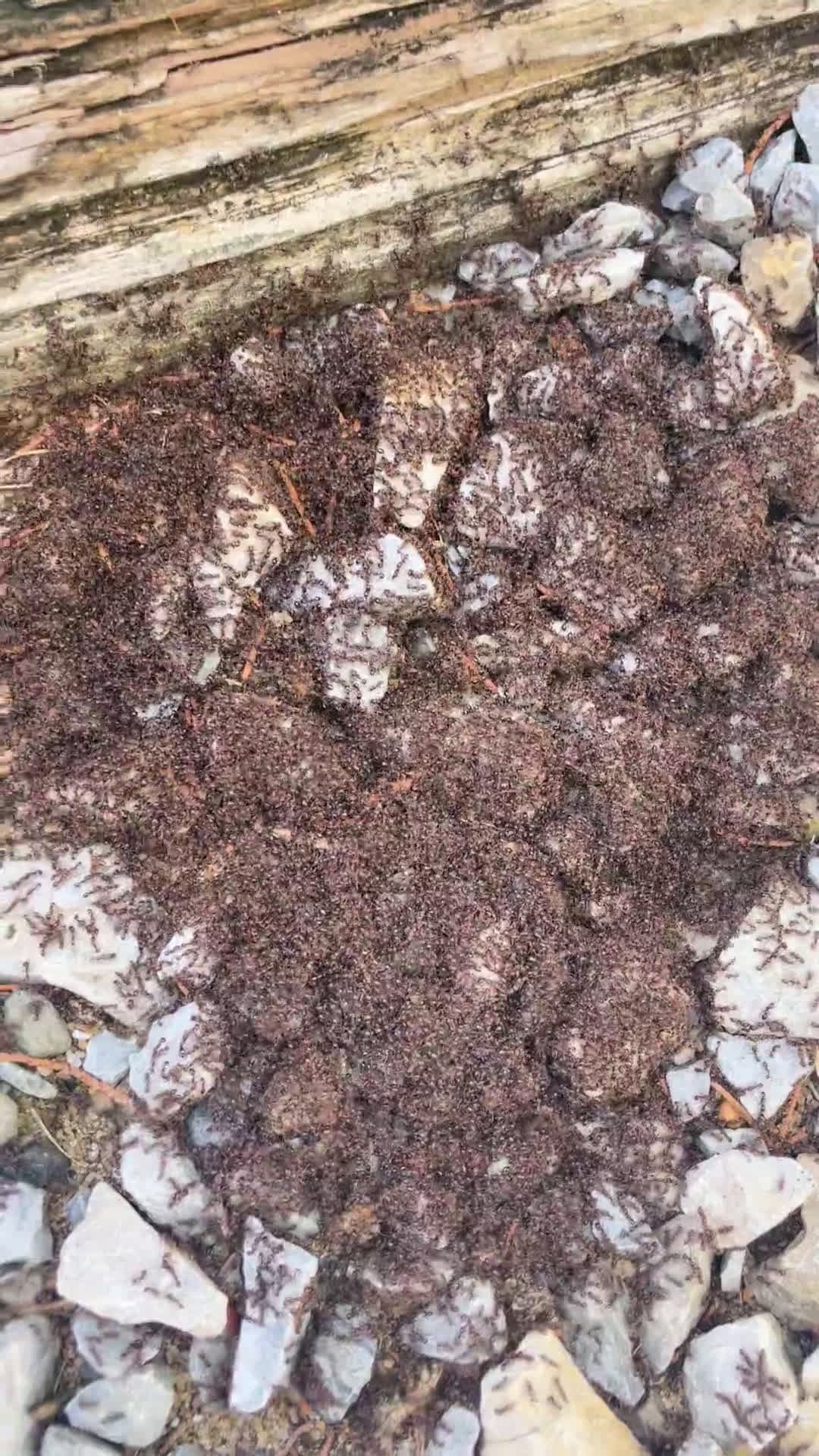cover for Why are these ants behaving like this? 🐜 #Ants #NatureMystery #InsectWorld