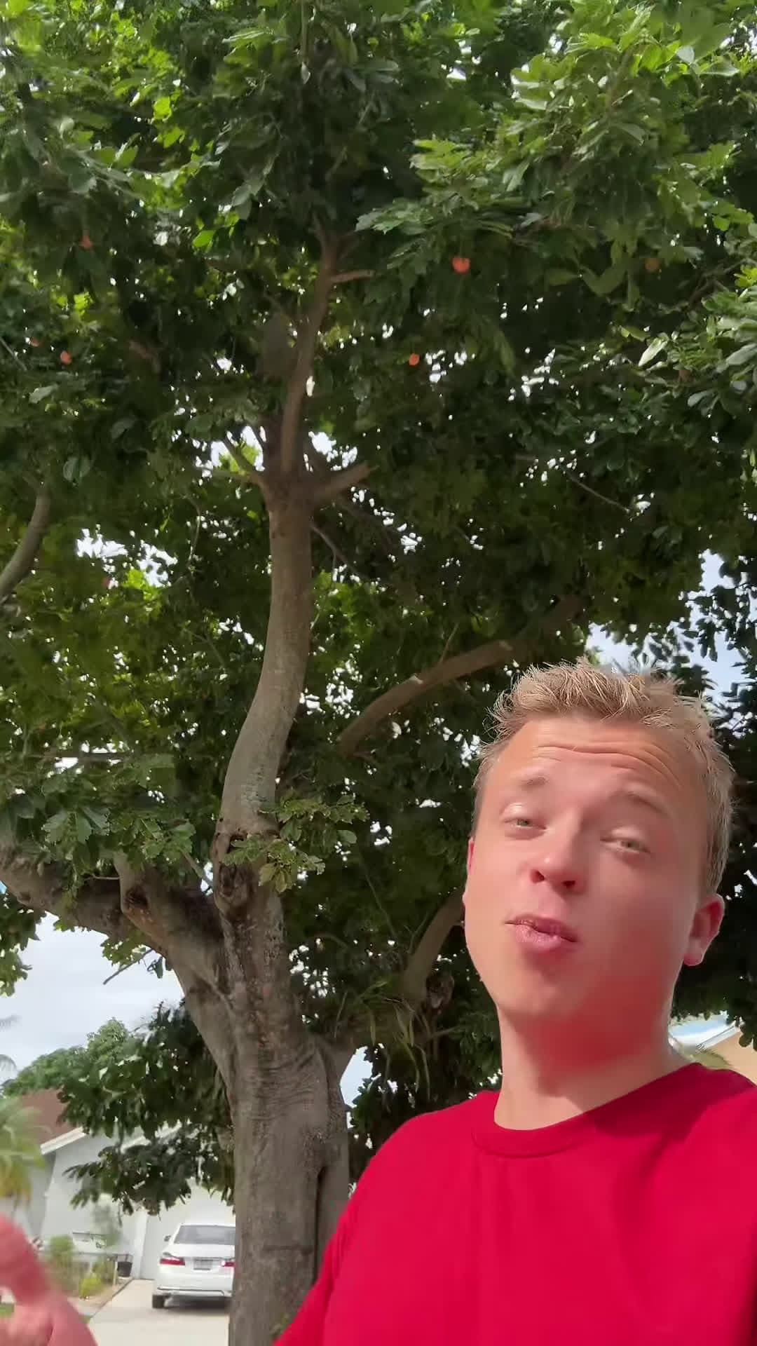 cover for Ackee tree trimming!