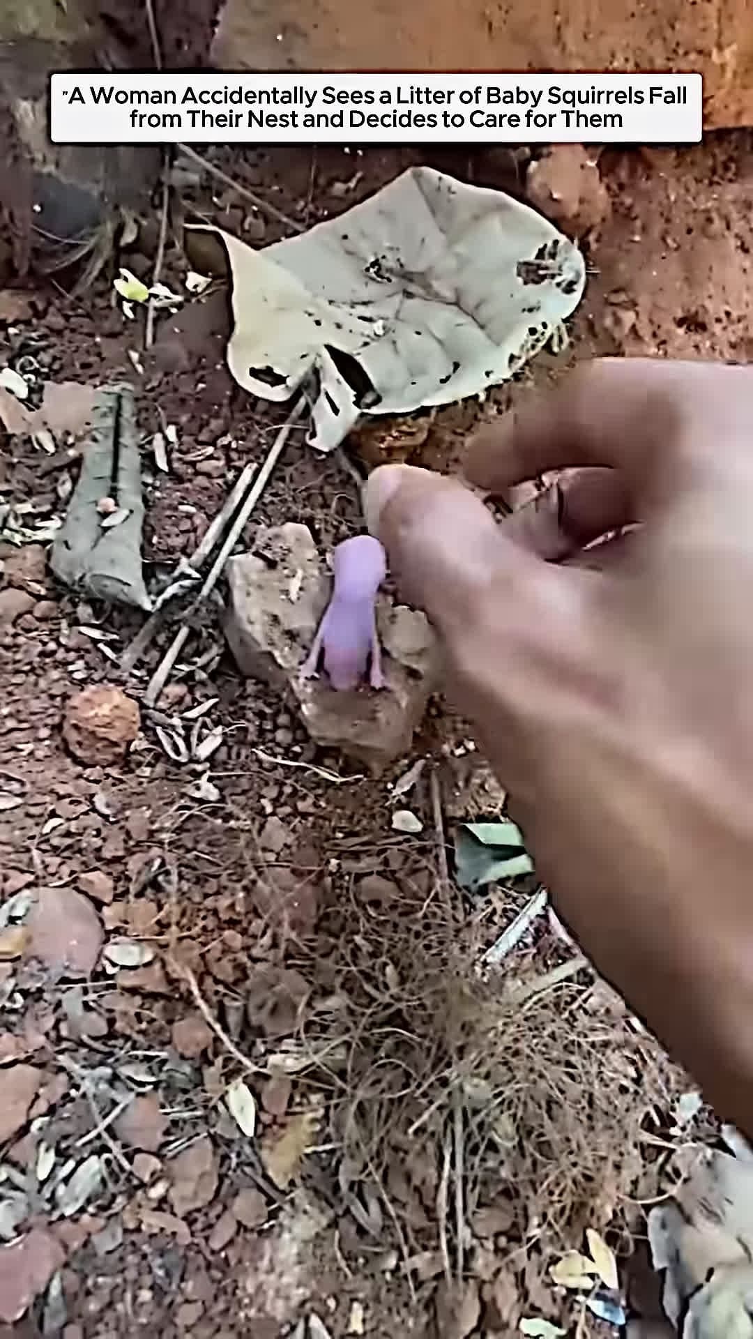 cover for Woman Rescues Baby Squirrels After They Fall from Nest animalshorts