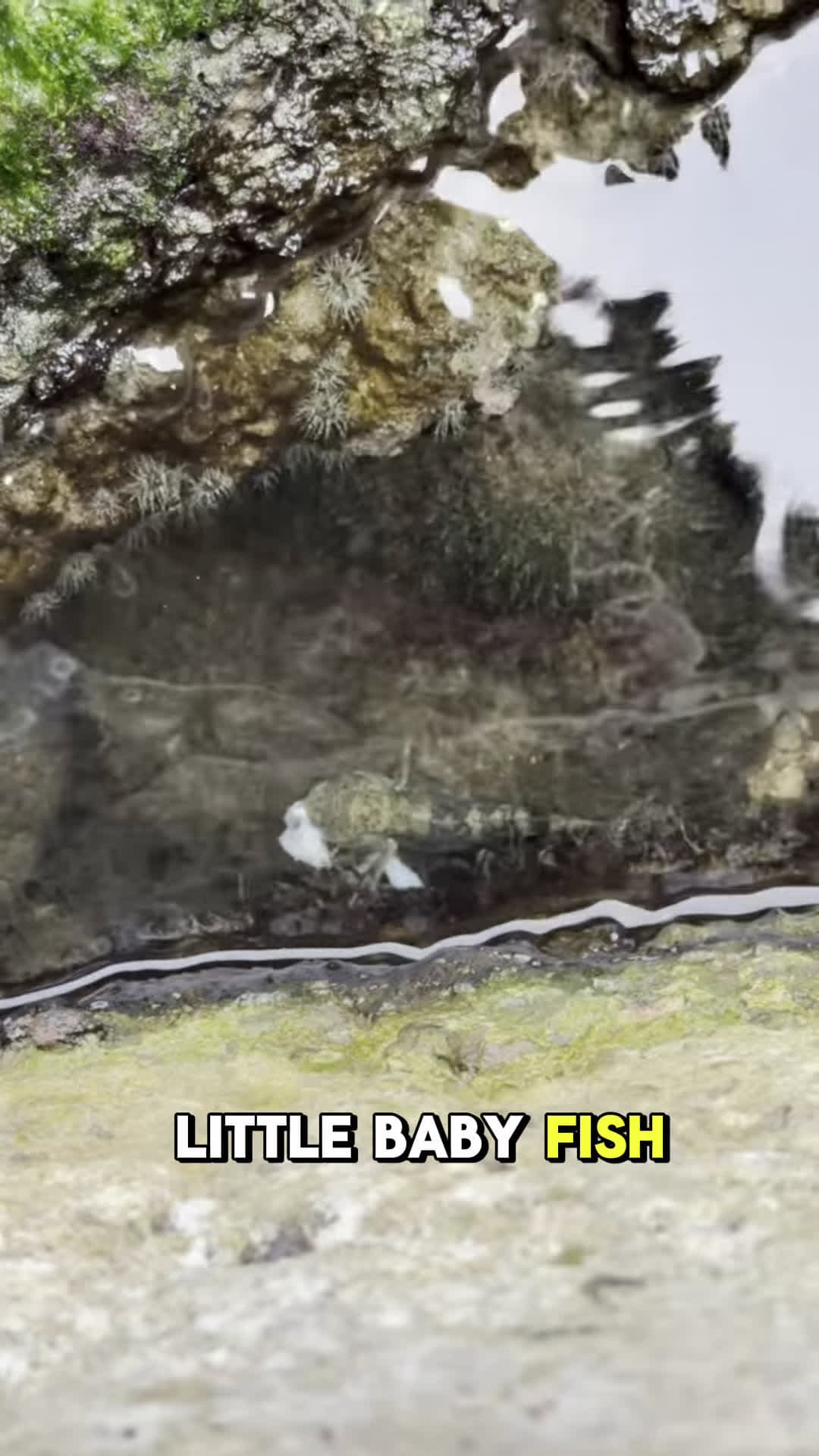 cover for Wait for it What is that