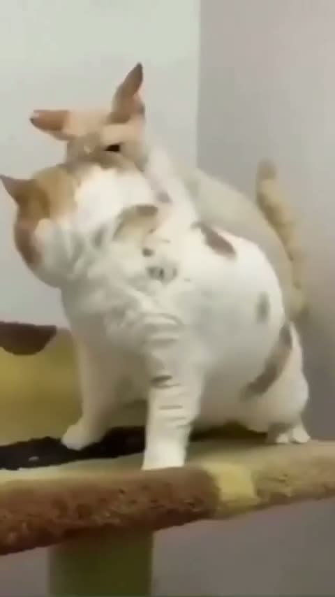 cover for Top 10 funniest cats that’ll steal your heart! 🐱😂 #FunnyCats #CatLovers #PetHumor