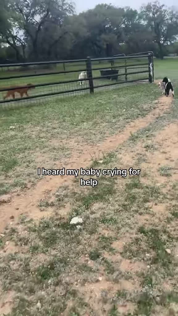 cover for What’s really happening on this farm? 😂🐐 #farmlife #funny #animals