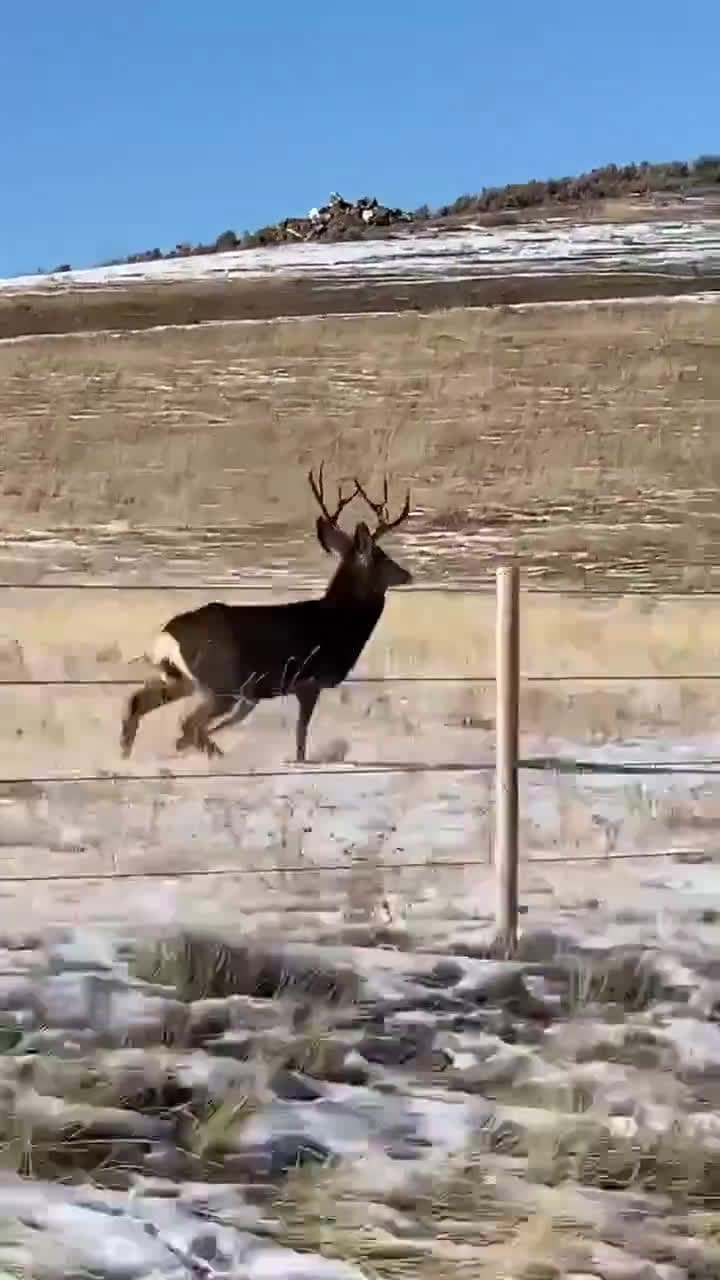 cover for Bambi is having a rough day (Credit Jacobbensonn clips)