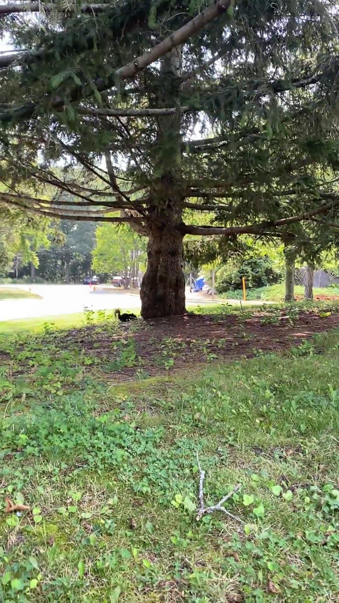 cover for Epic one-on-one: which bird is this taking on a squirrel? Can you identify it? 🐦️🐿️ #BirdID #NatureShowdown #BirdVsSquirrel #IdentifyThisBird