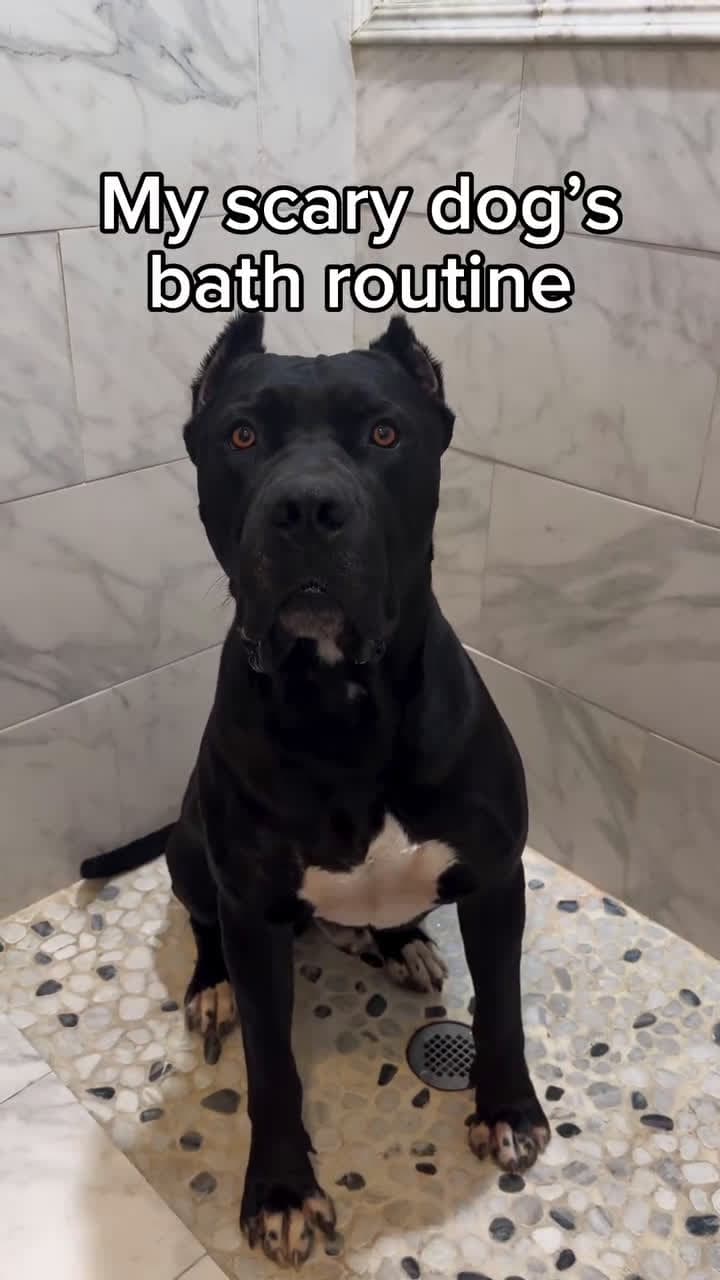 cover for Does your dog enjoy baths #boerboel #boerboelsofinstagram #dogsofinstagram #thegoodhype #dogbaths #doggrooming #asmr
