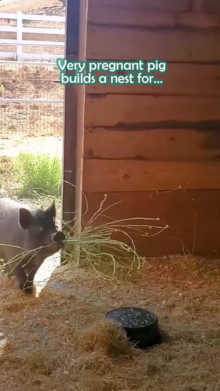 cover for 😱 Momma pig births 8 piglet's