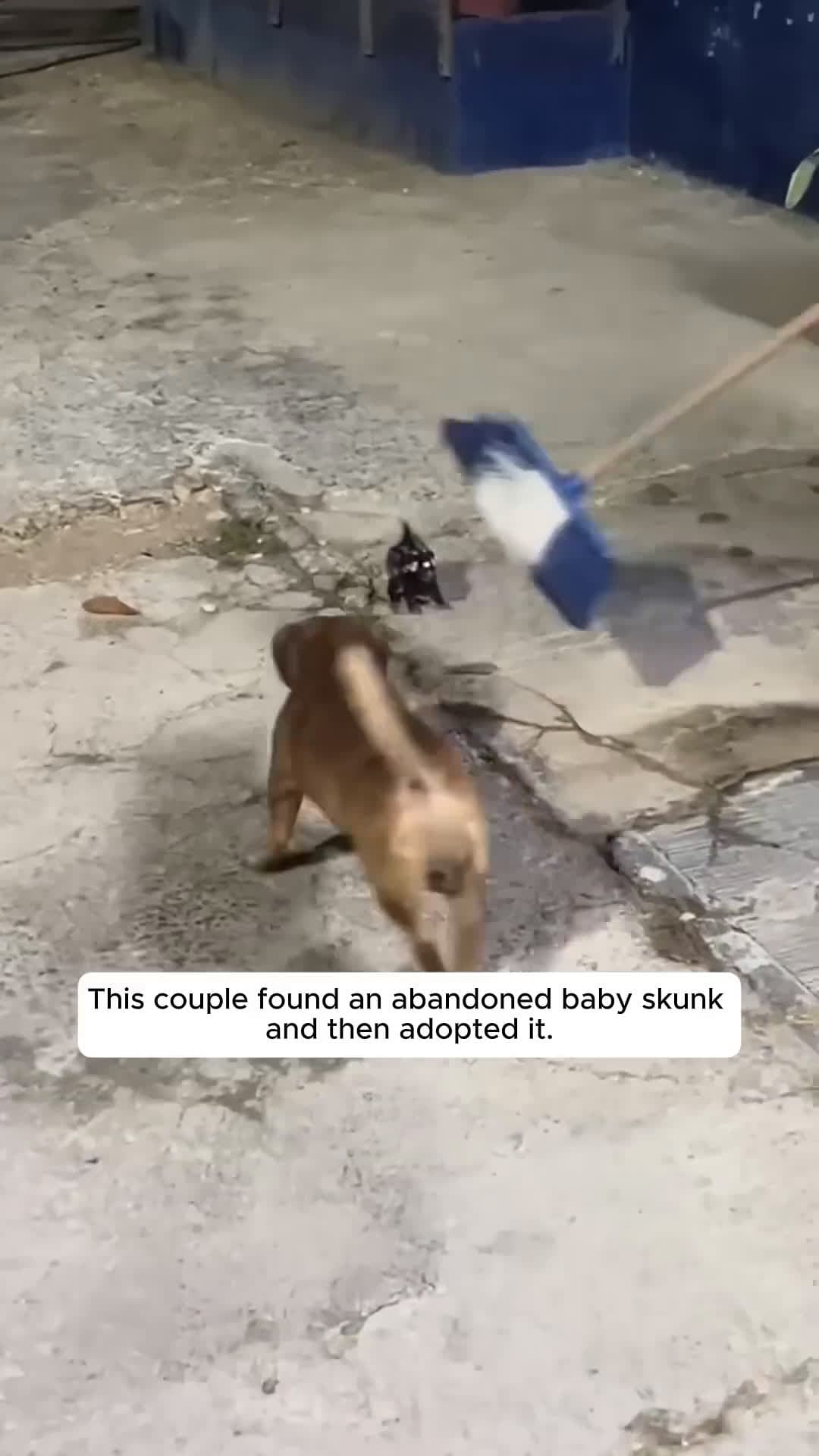 cover for This couple found an abandoned baby skunk and then adopted it...