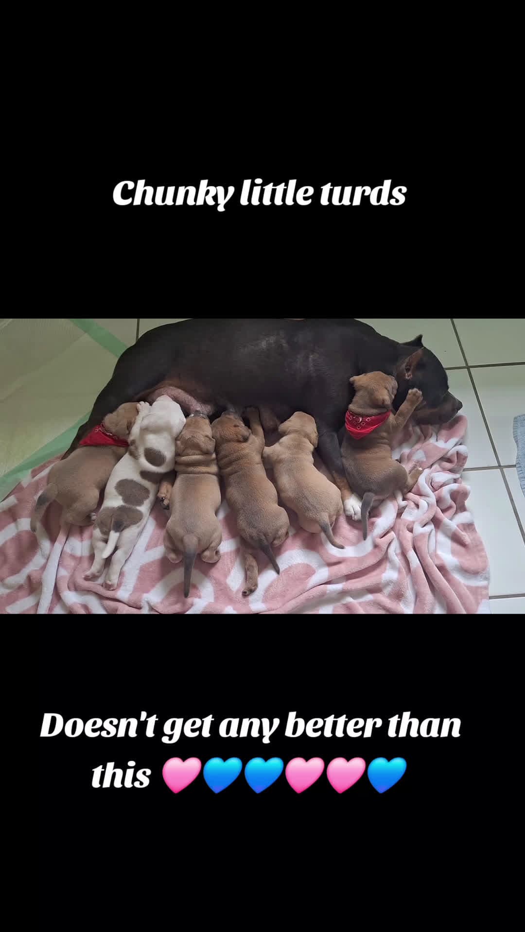 cover for She has been hands-down the best mamma ever. So attentive, nurturing, and loving. This is her 3rd and last litter.#doglover #adorablepuppy #dogsofinstagram #dog #dogsofinstagram 