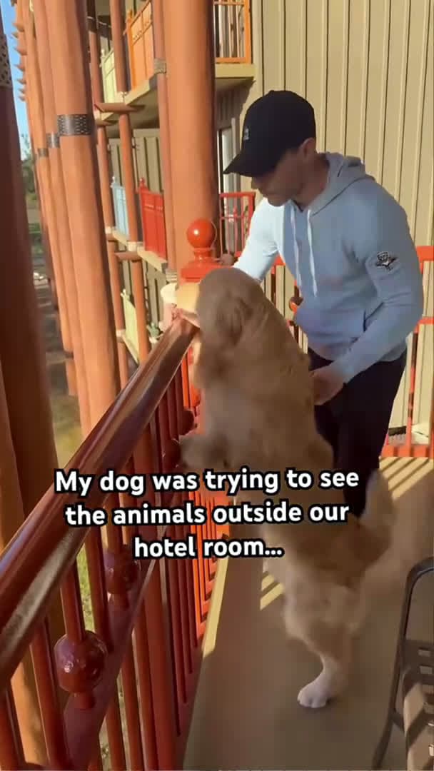 cover for A memory neither of us will ever forget! #dog #dogs #cute #goldenretrieverpuppy #goldenretriever_110 (2)