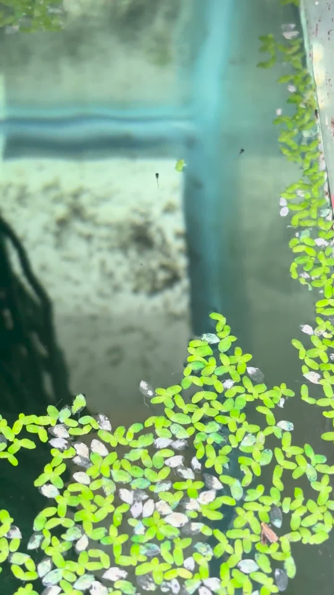 cover for Watch these tiny Threadfin Rainbowfish fry come to life! 🐟 #AquariumLife #Rainbowfish #FishFry