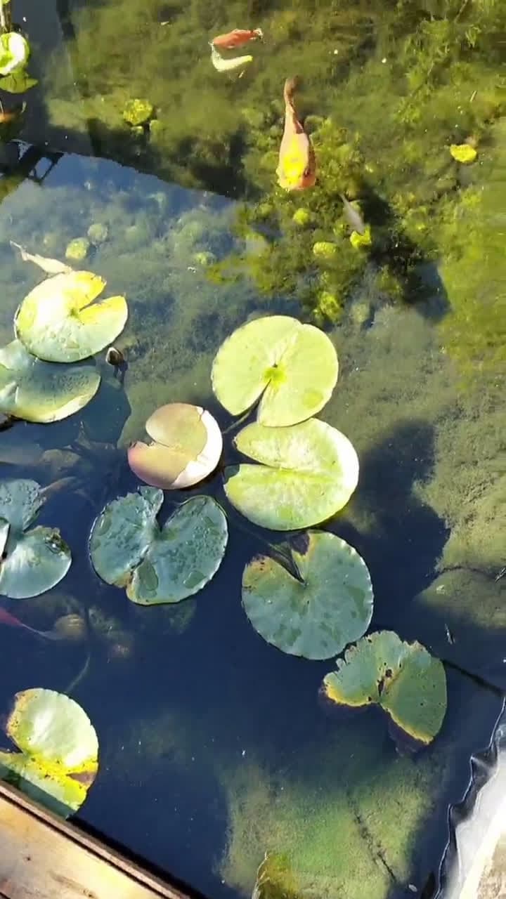 cover for Do water gardens count? Watch these lush aquatic setups prove it does 🌊💚 #WaterGardens #Aquascaping #AquaticPlants