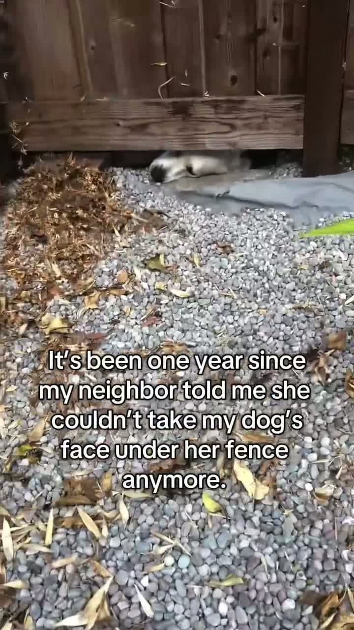 cover for It's been one year since my neighbor told me she couldn't take my dog's face under her fence anymore. #SpreadTheLove#ThePawfectMoment