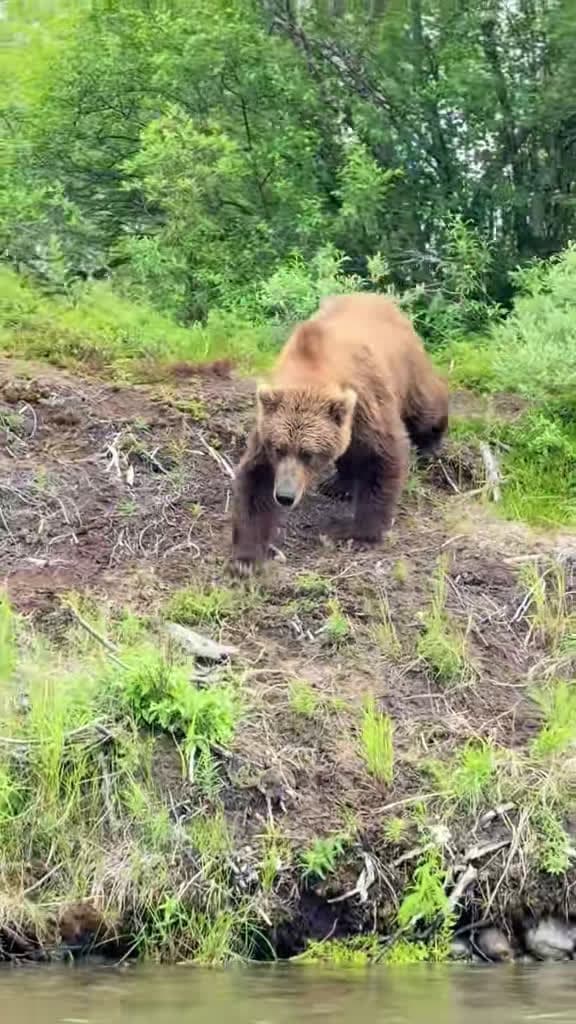 cover for Up close with a wild Alaskan bear, an epic river leap, and a fresh catch on the Alagnak! 🐻🎣 #Alaska #Bear #Fishing #Adventure