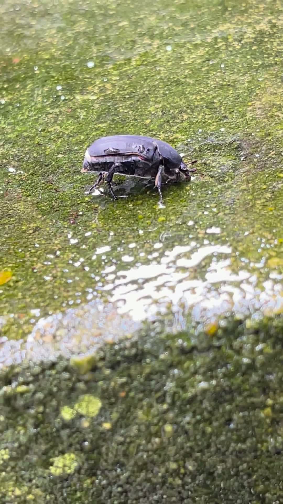 cover for Saved this little guy from a compost bin and it started licking my fingers 🥰 Gave it some water to help!