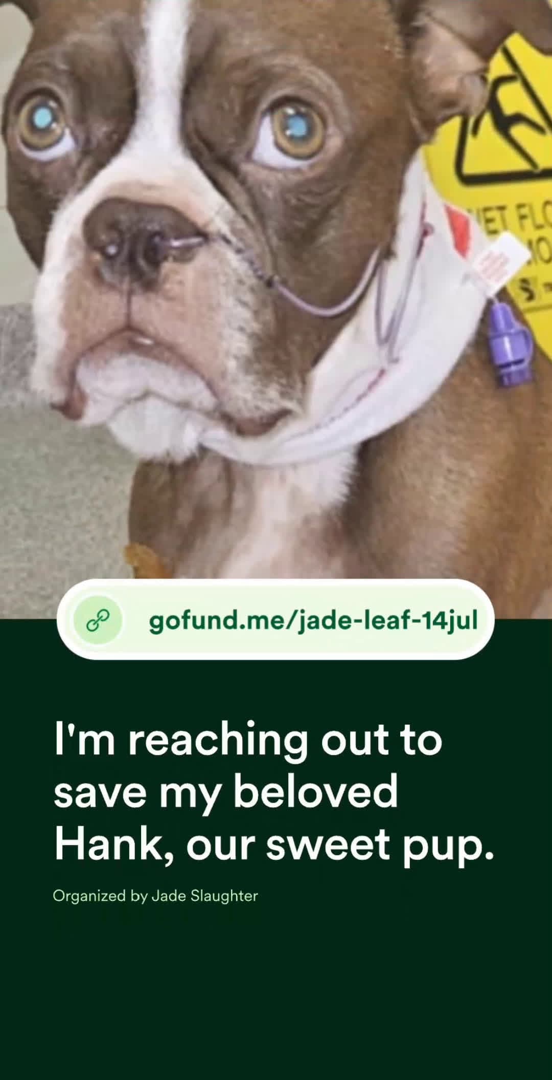 cover for https://gofund.me/ff07d508