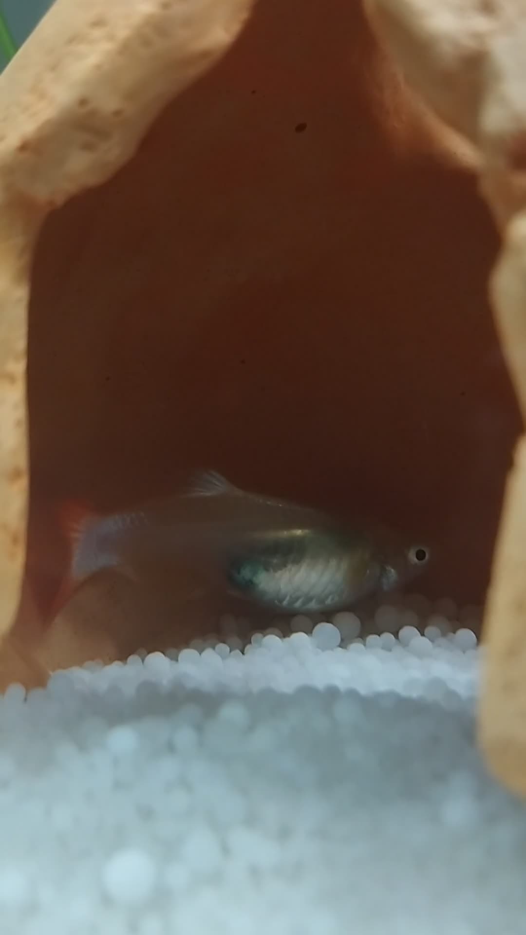 cover for Is my guppy pregnant? 🤰🐟 #GuppyLife #PregnantFish #AquariumHobby