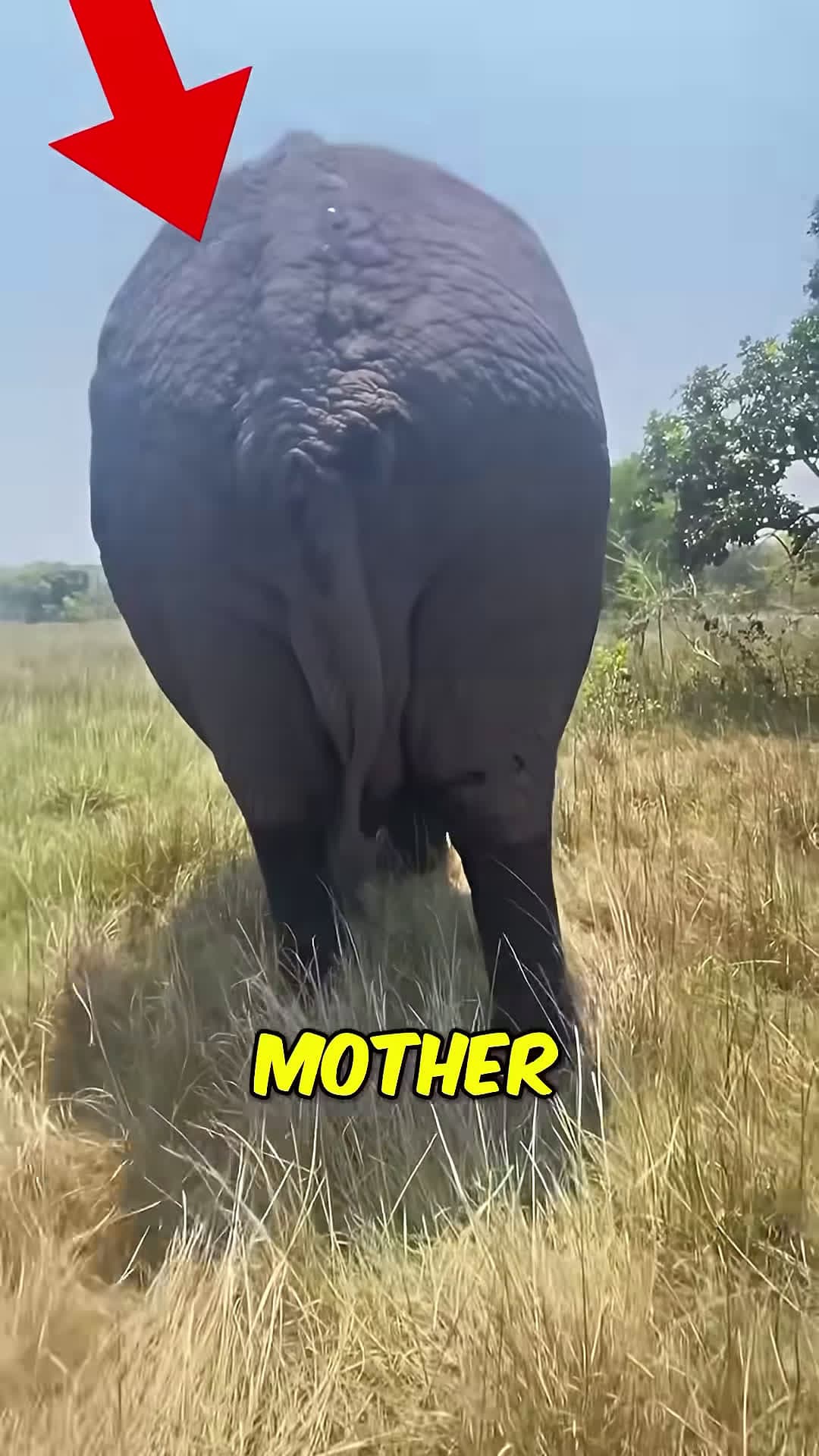 cover for Lovely Mother Elephant