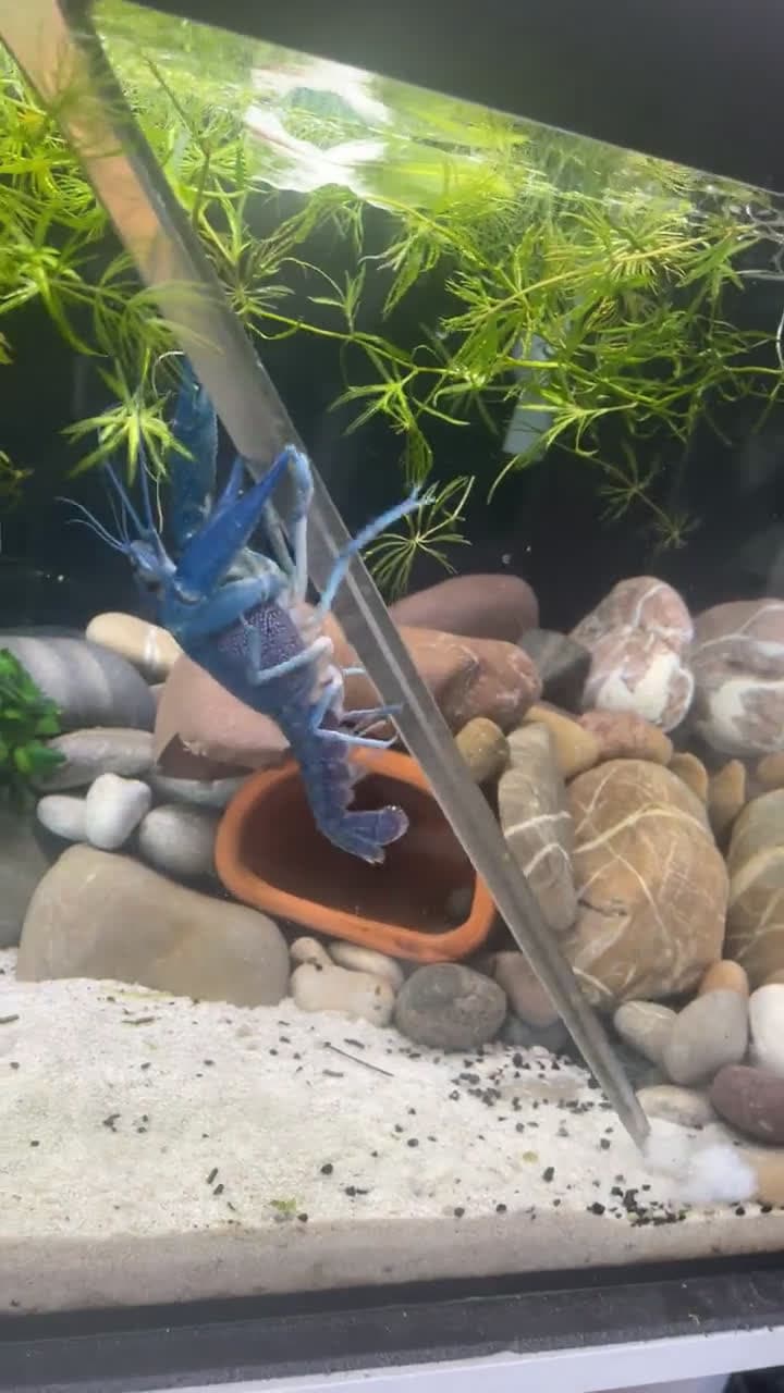 cover for How often should you feed your crayfish? 🦞 #CrayfishCare #PetTips #AquariumLife