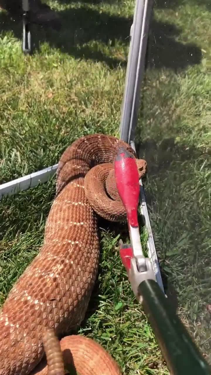 cover for Caught on camera: This rattlesnake’s warning is LOUD! 🐍 #Rattlesnake #Wildlife #Warning