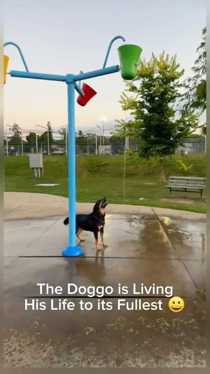 cover for This doggo is truly living his best life! 🐾✨ #DogLife #HappyPup #FurryFriend