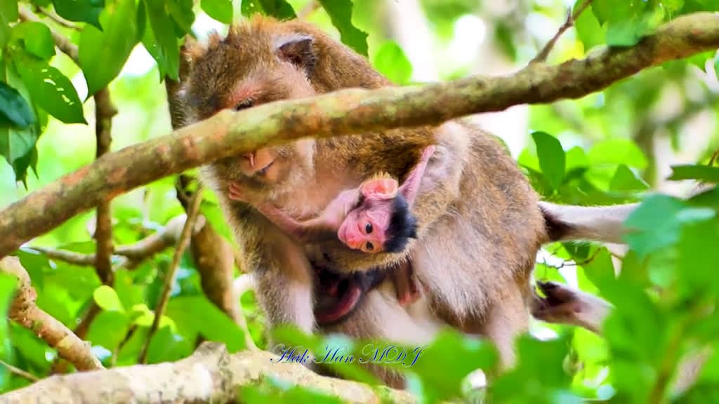 cover for Cute Cute Newborn Monkey Hugs Mother So Firmly Because She Is Afraid Of Falling. 14411 #trendingscoopz