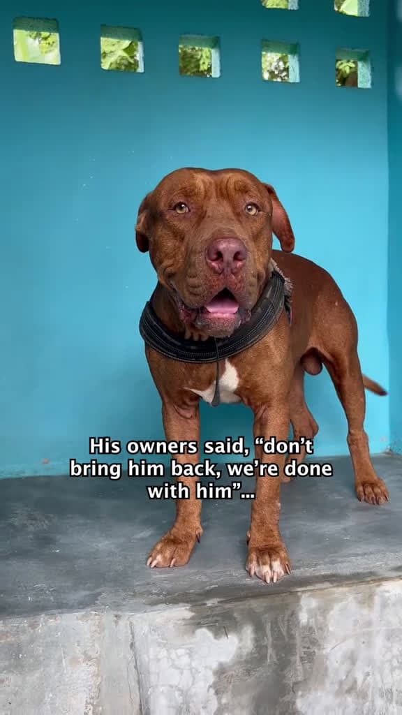 cover for His owners didn’t want him anymore and left him to suffer💔 #streetdogs #dogrescue #dogsoftiktok #dogsofthailand #dogrescuer  created by Happy Doggo with Coldplay’s Yellow