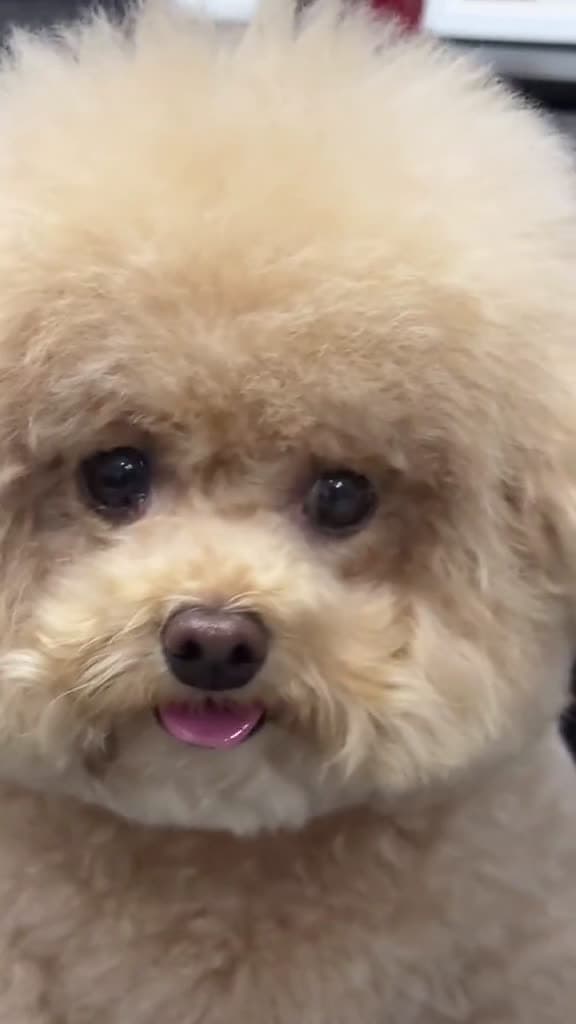 cover for Ai phin dch gip tui cute cutedog puppy puppydog animals doglover fyp pet dog funn 59700 #shortvideosscoopz