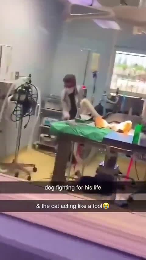 cover for A day in the wild world of a veterinarian 🐾 #VetLife #AnimalCare #BehindTheScenes