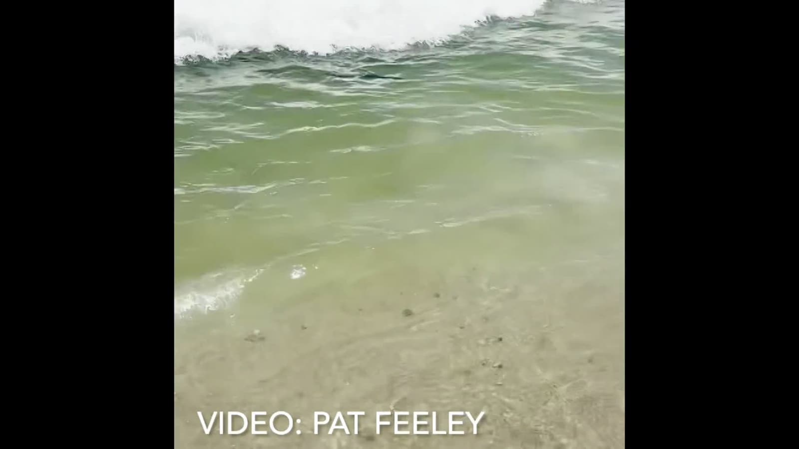 cover for Mahi-Mahi fish seen in the Beach Haven, New Jersey surf