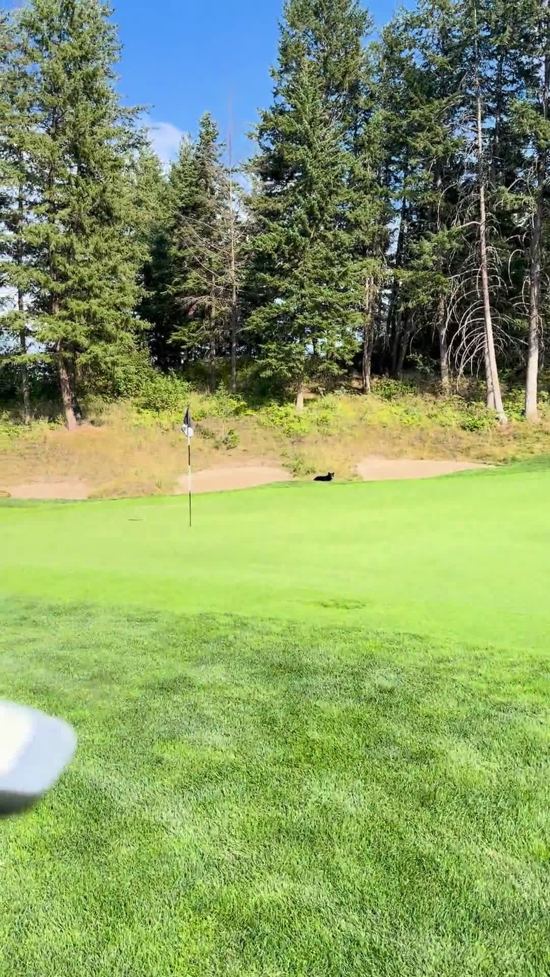 cover for Bear steals the golf ball off the tee — on-course surprise you can't miss! 🐻🏌️ #BearEncounter #GolfLife #NatureSurprise #UnbelievableMoment