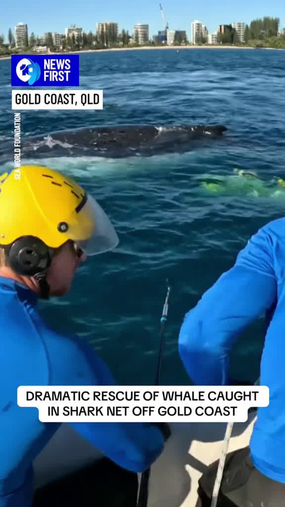 cover for A whale has been freed after becoming entangled in a shark net off Greenmount Beach on the 37096 #nicevideo