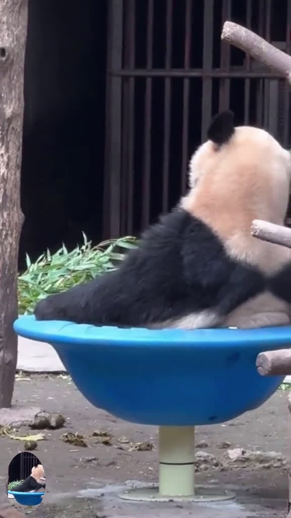 cover for Giant pandas also feel lonely fyp panda tiktok happy Love foryoupage usa foryou cute 31391 #shortvideosscoopz