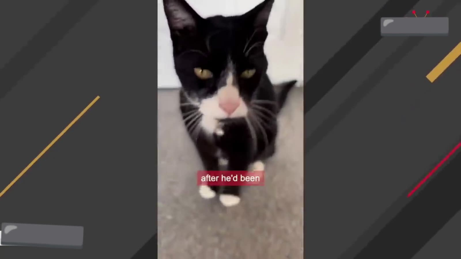 cover for Family adopts quiet cat, now he won't stop meowing #scoopzanimalvideo 