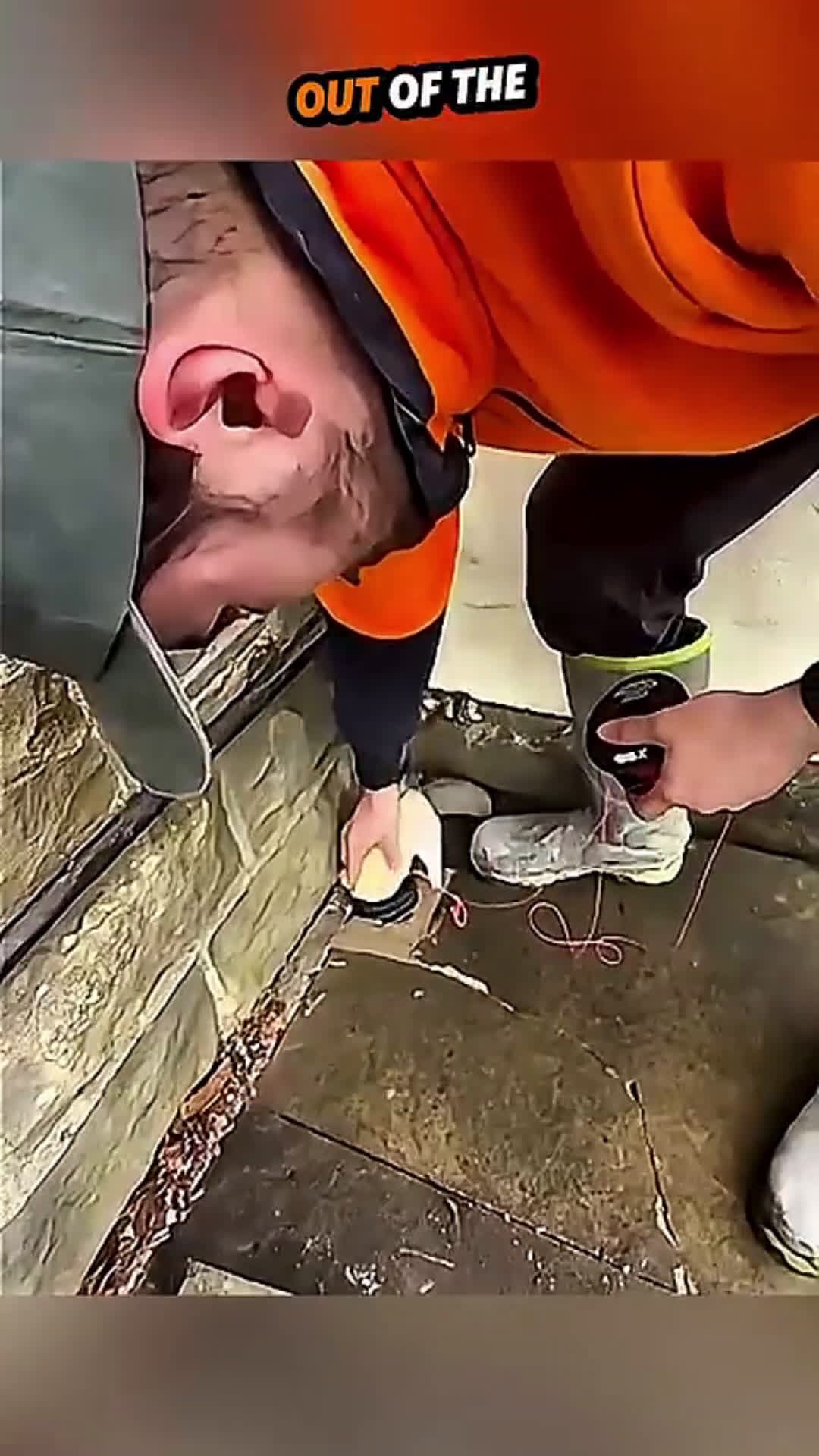 cover for A Clever Plan That Almost Worked🙄#viral 