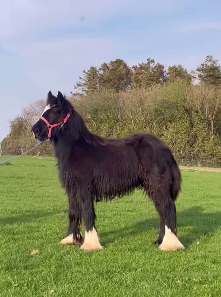cover for Horse Video 67 #horse #horsesoftiktok #horselover #horselife #horselifestyle #funnyhorse #fpy