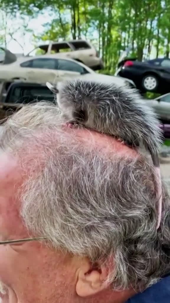 cover for tbh we dont hate it  Ridiculousness reaction funny opossum animaltiktok wig 07435 #america