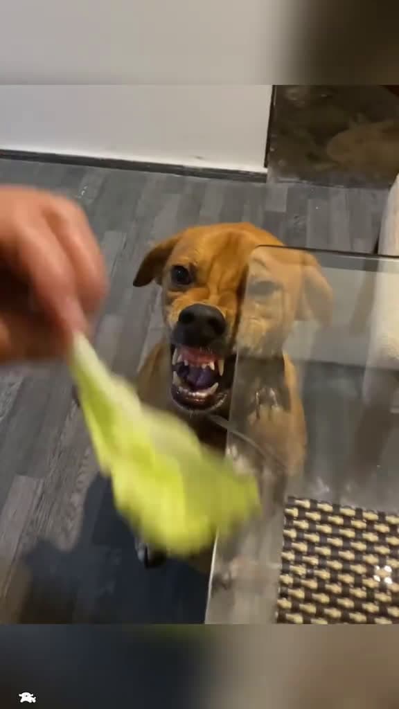 cover for Dogs don t like vegetables fyp foryou dogsoftiktok dog 65598 #nicevideo