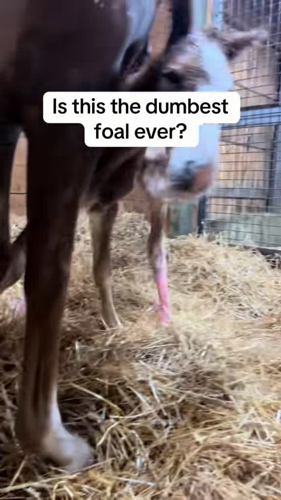 cover for Rate this foal's silly moment from 1 to 10! 🐴😂 #foal #funnyanimals #farmlife