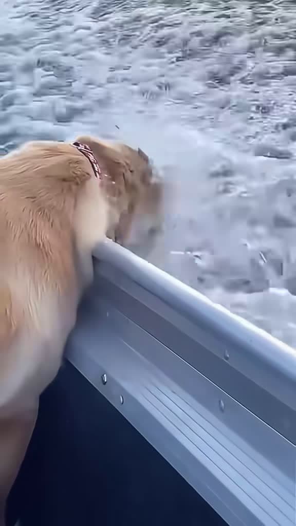 cover for Hilarious animal fails that will crack you up! 😂 #FunnyAnimals #PetFails #LOL