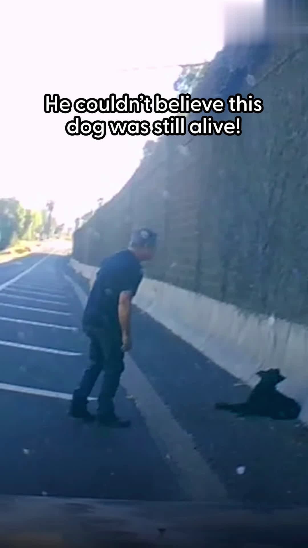 cover for Guy sees a dog lying on the side of the highway and makes it his mission to help him walk again. He told us what it was like to see him learn to RUN 💙