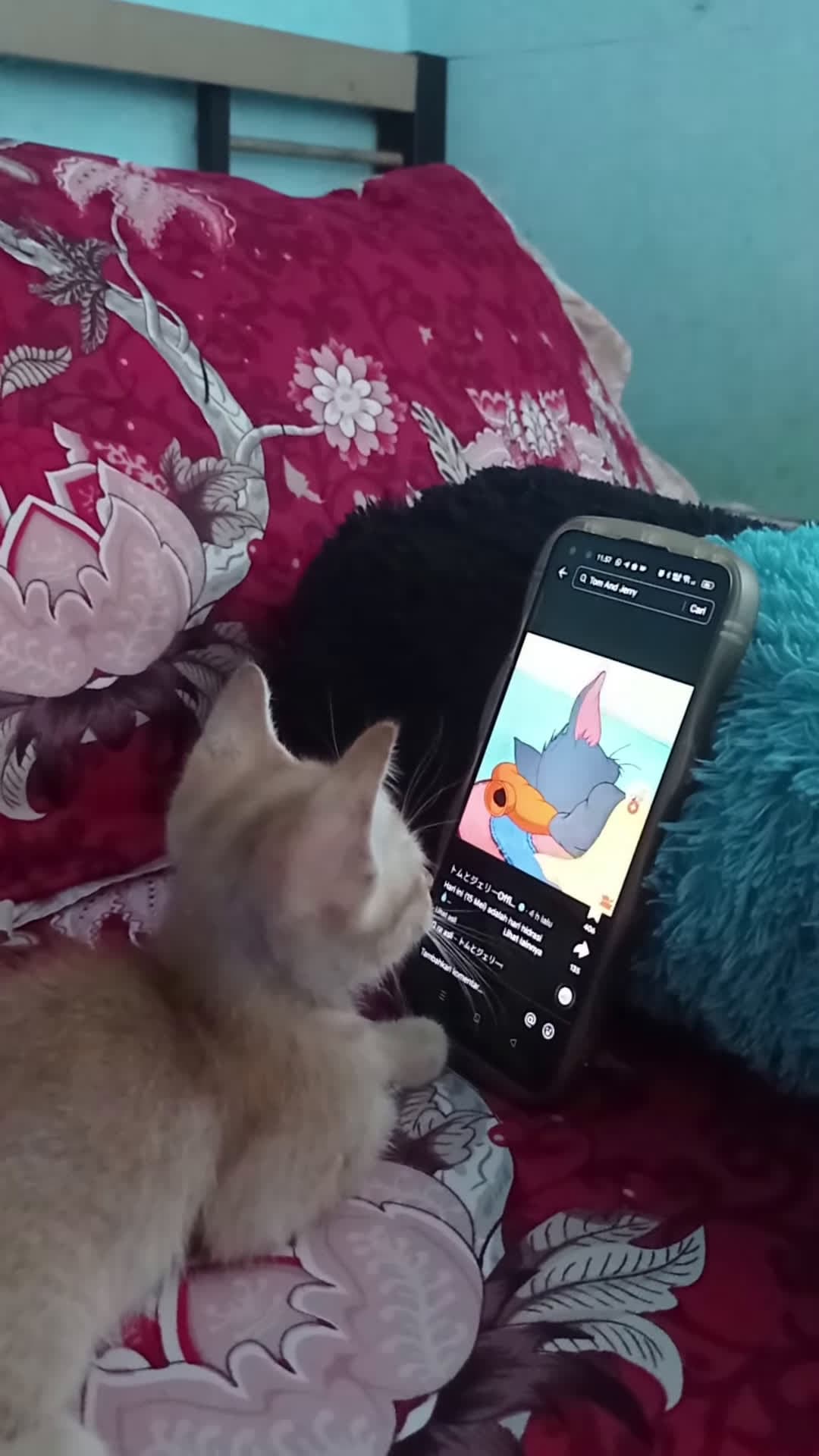 cover for #CaughtOnCamera Cat Engrossed in Watching Tom Jerry Video.