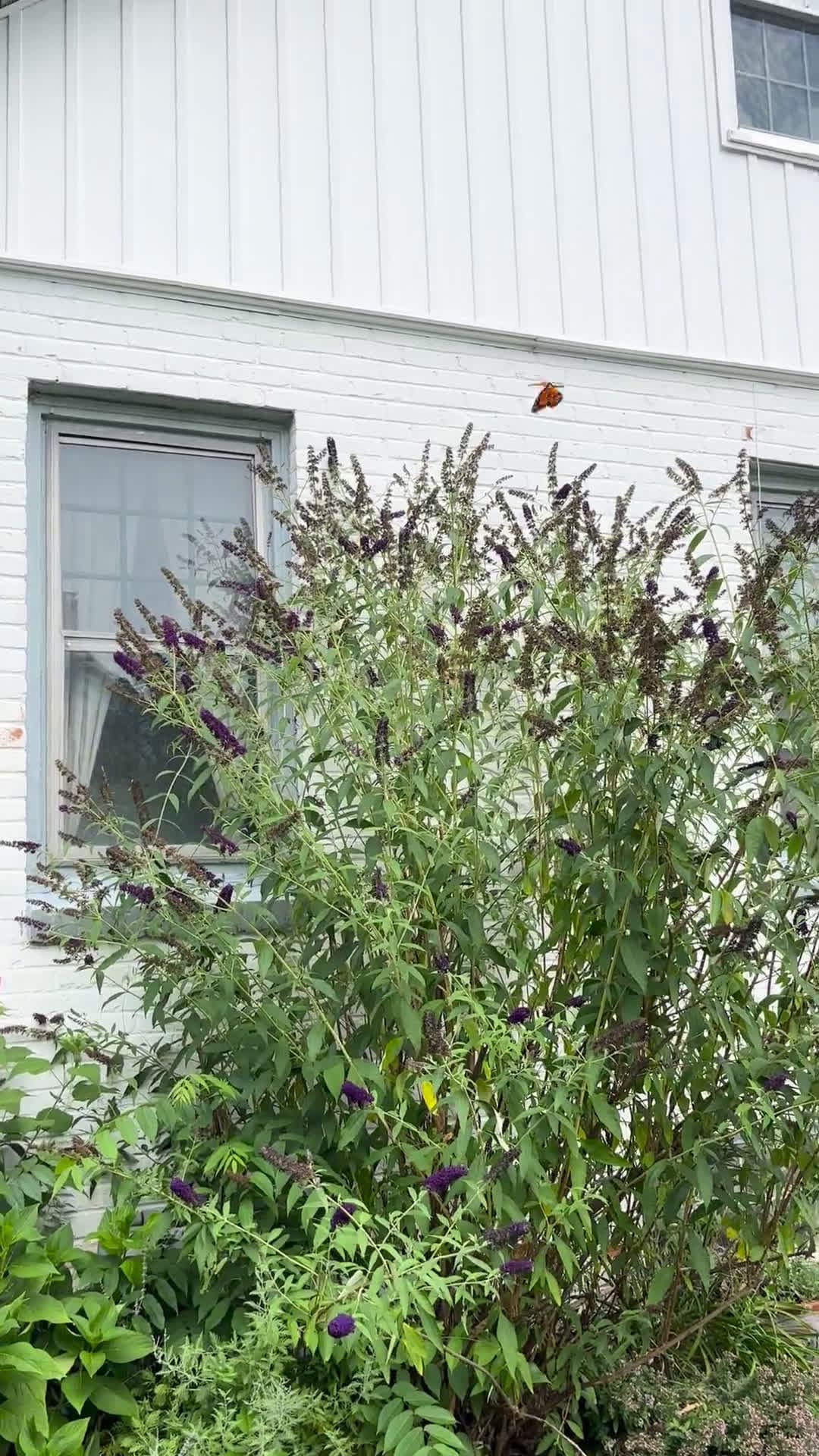 cover for Stunning butterfly spotted in Western NY! 🦋 #Butterfly #Nature #WesternNY