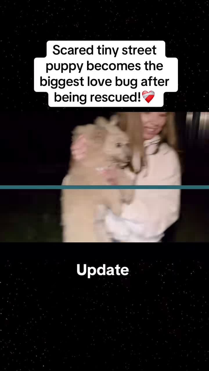 cover for #CaughtOnCamera Scared tiny street puppy becomes the biggest love bug after being rescued!