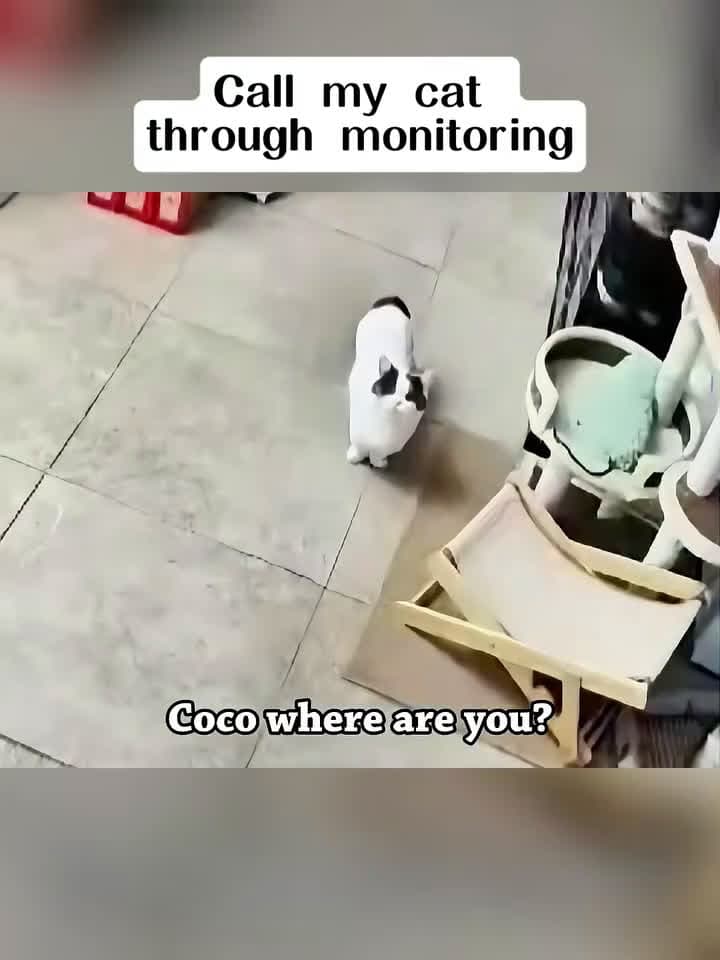 cover for When your cat hears your voice through the camera for the first time ☎️😹😹
